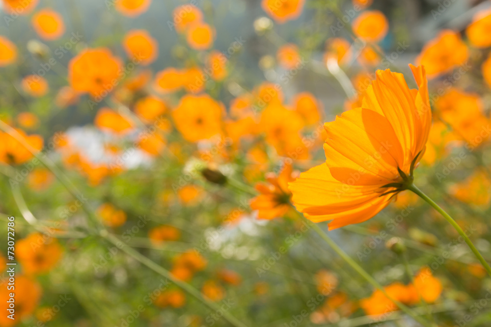 Yellow flowers blooming Yellow flowers blooming