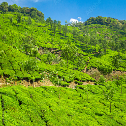 Beautiful fresh green tea plantation in Munnar, Kerala, India