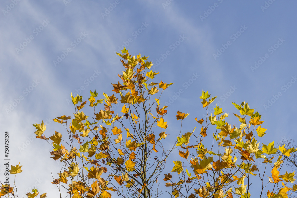 maple tree maple tree