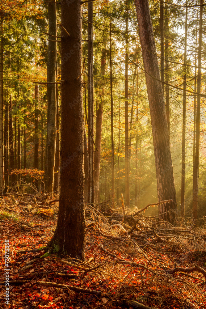 Fototapeta premium Black Forest