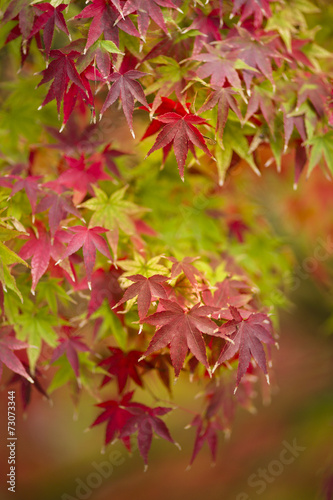 Maple tree close up in Fall