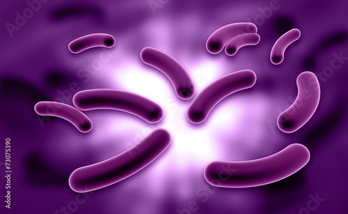 Coli bacteria photo