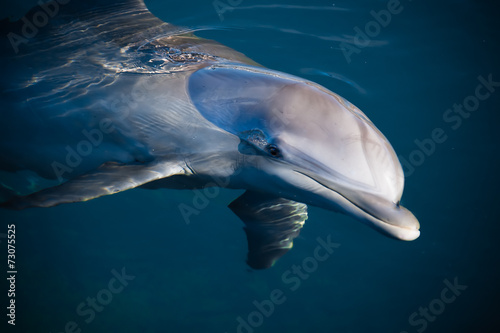 Obraz na płótnie Dolphin