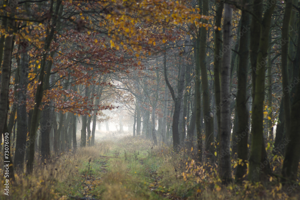 Obraz premium jesienna leśna droga