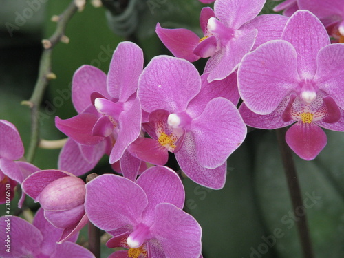 orchid