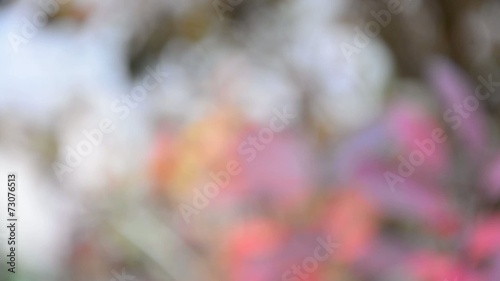 Defocused abstract nature background with bokeh. HD