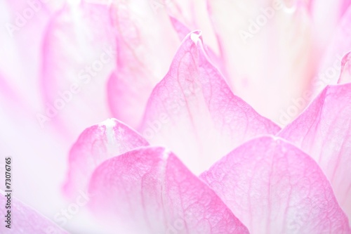 Wallpaper Mural Lotus petals Torontodigital.ca