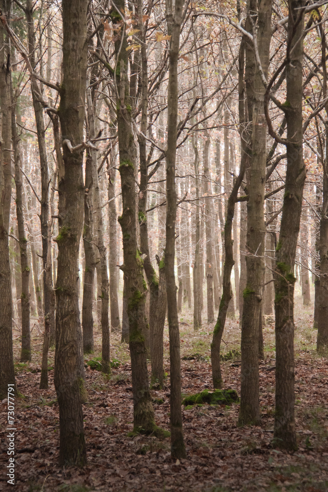 Obraz premium Waldstück im November