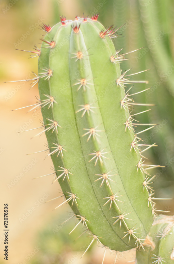 plant cactaceae plant cactaceae