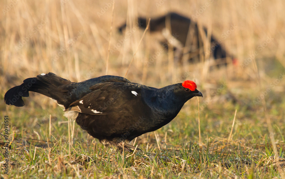 Black Grouse Black Grouse