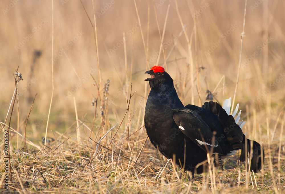 Black Grouse Black Grouse