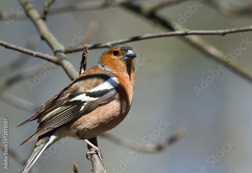 Common Chaffinch on the branch 