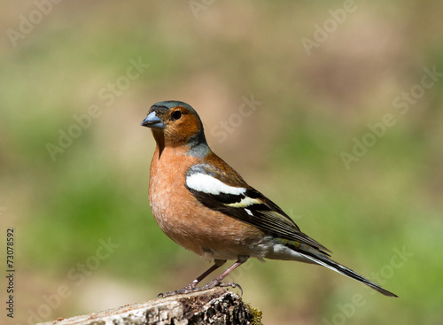 Common Chaffinch on stump  © Vitaly Ilyasov