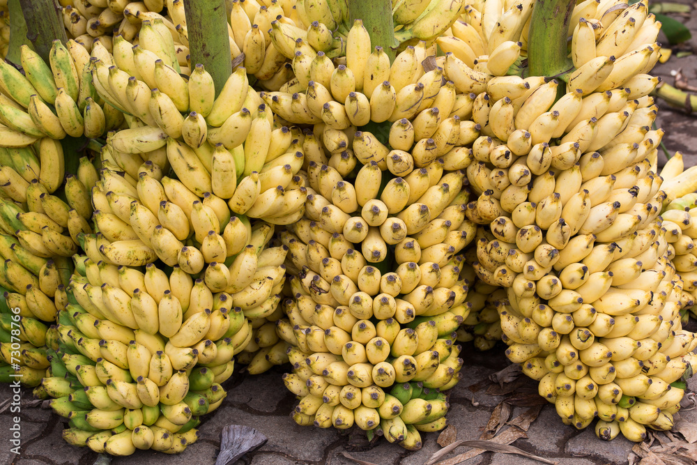 Fototapeta premium Bunch of ripe bananas background on the market in Sri Lanka