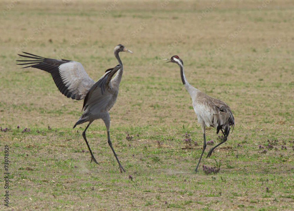 Obraz premium Common cranes 