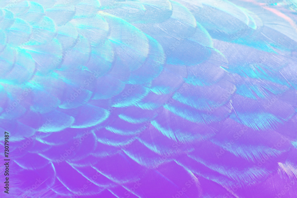 Naklejka premium Textures and colors of the peacock