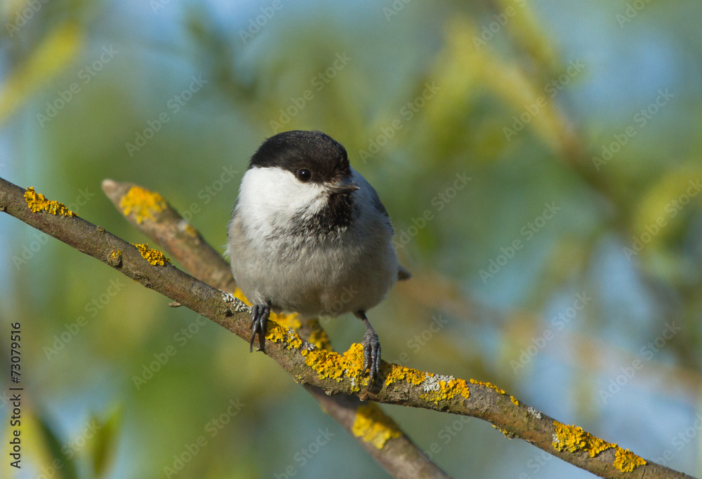 Fototapeta premium Willow Tit on the branch 