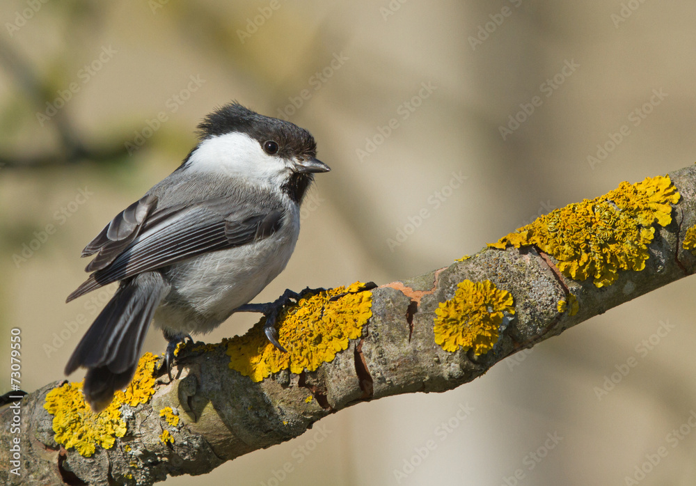Fototapeta premium Willow Tit on the branch