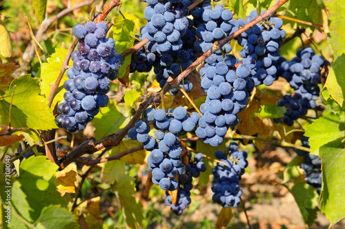 Wallpaper Mural bunches of grapes on the vine Torontodigital.ca