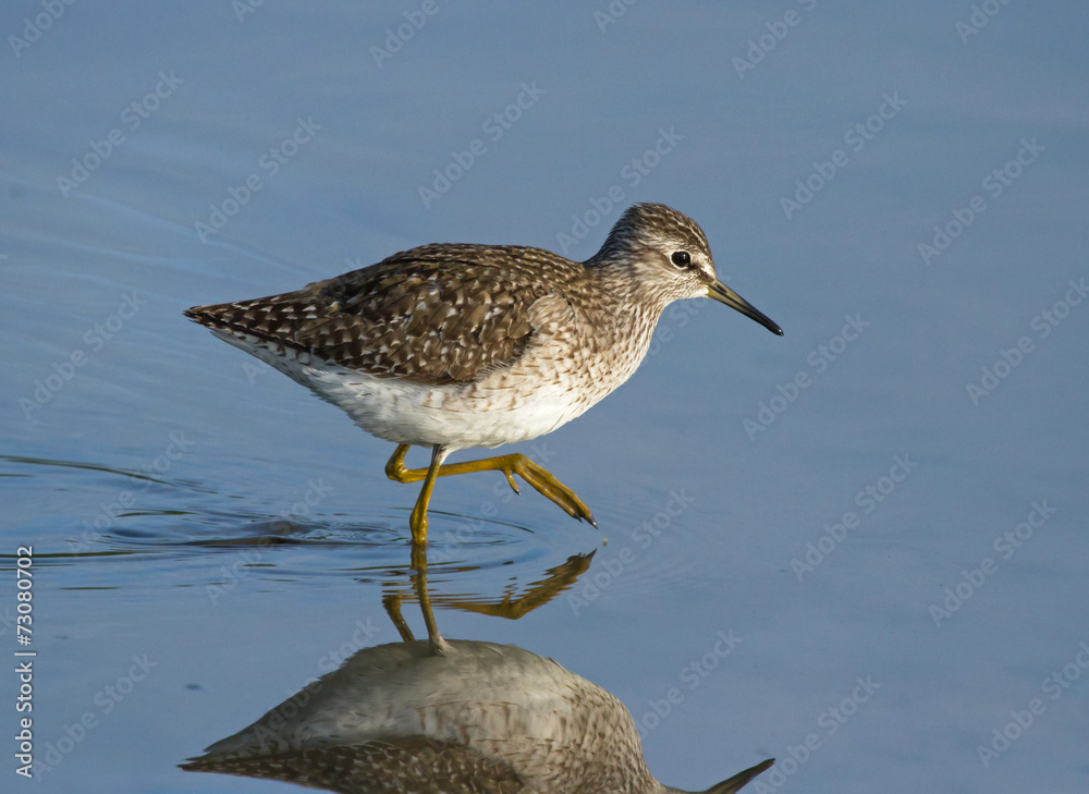 Wood sandpiper 