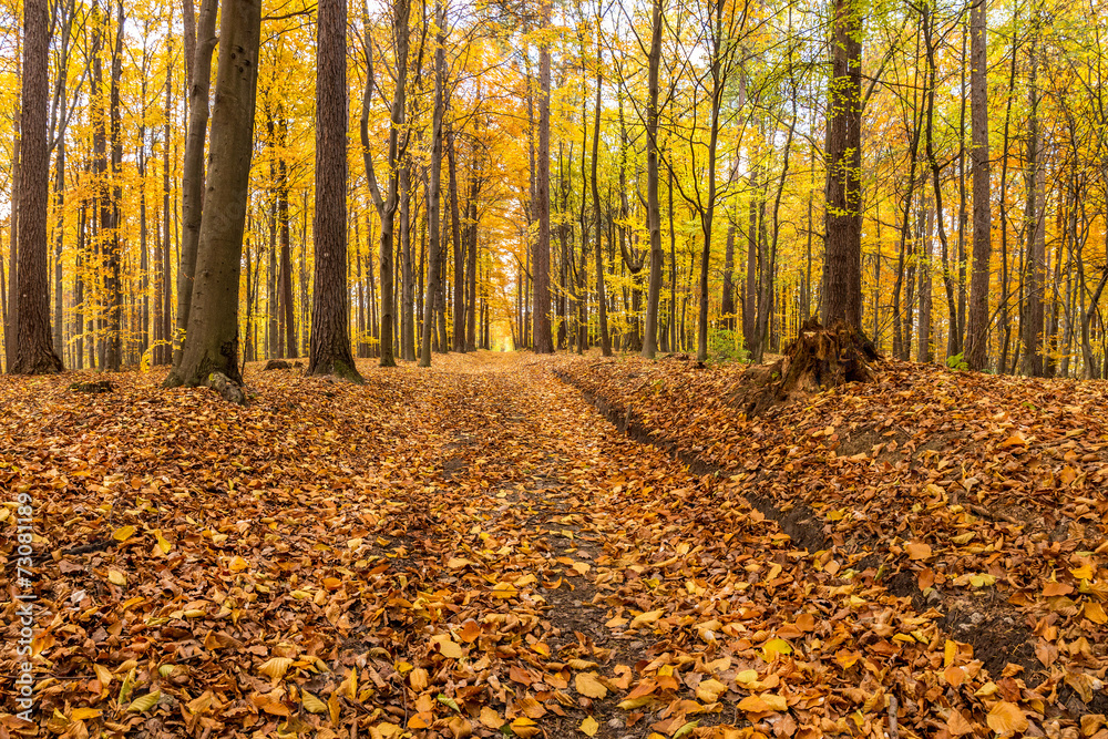 Obraz premium Forest path