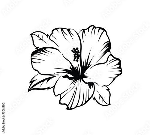 Fototapeta Naklejka Na Ścianę i Meble -  Hibiscus Flower
