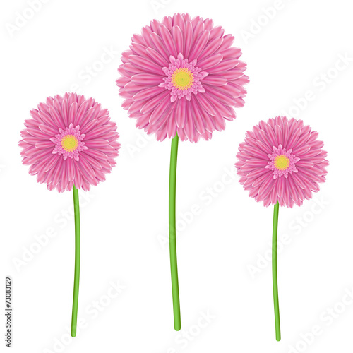 Colorful gerbera flower head - pink and green colors.