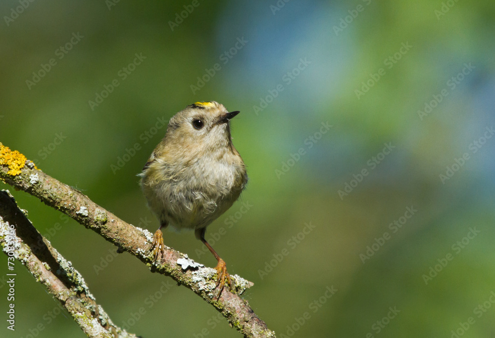 Goldcrest on the branch