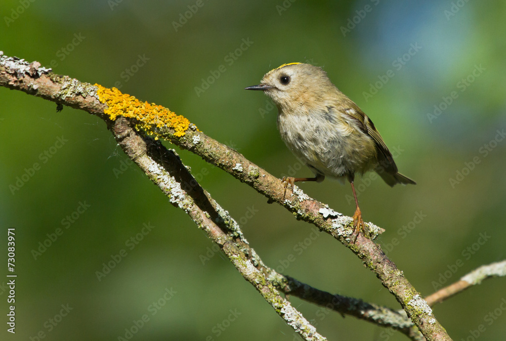 Goldcrest on the branch
