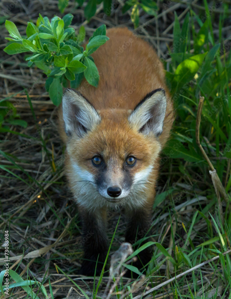 Red fox cub Red fox cub