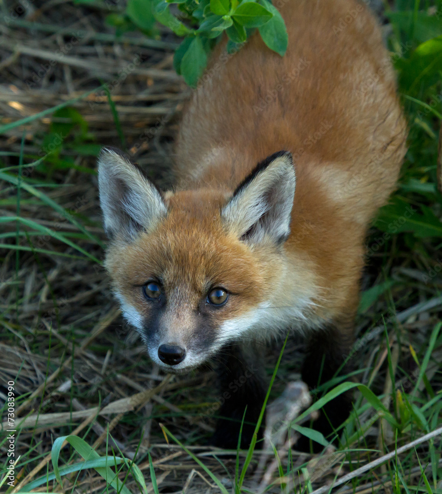 Red fox cub Red fox cub