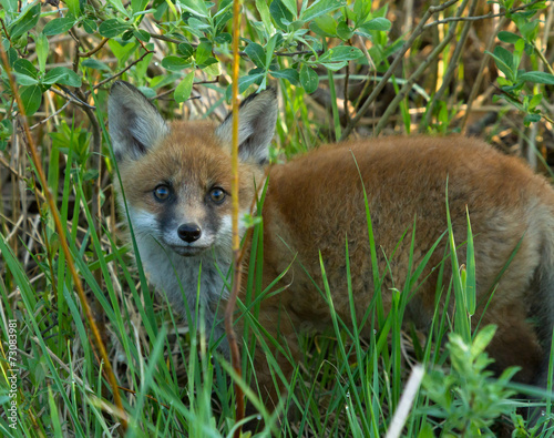 Red fox cub 