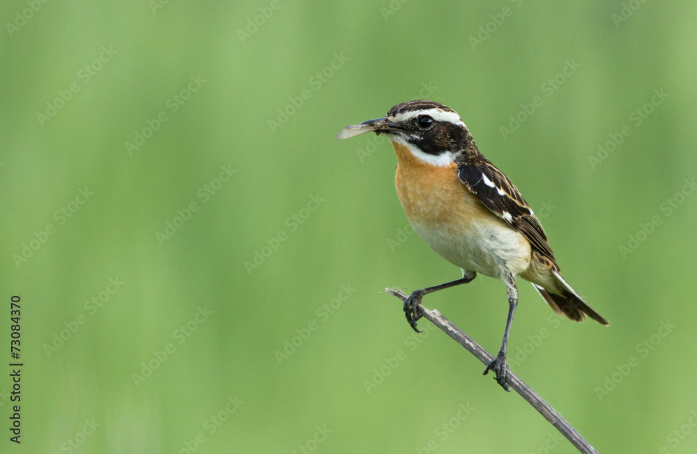Whinchat on the branch Whinchat on the branch