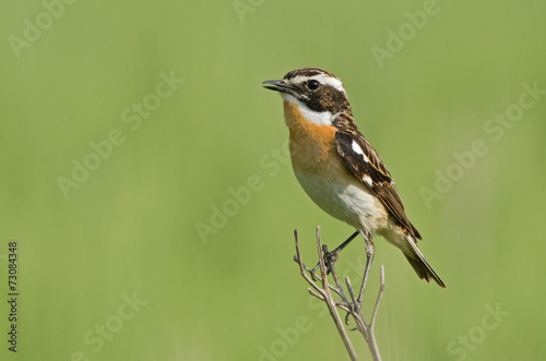 Whinchat on the branch