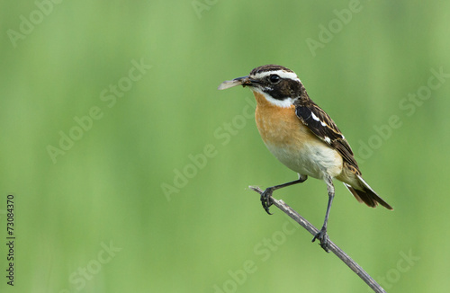 Whinchat on the branch 
