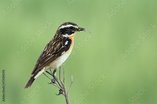 Whinchat on the branch 