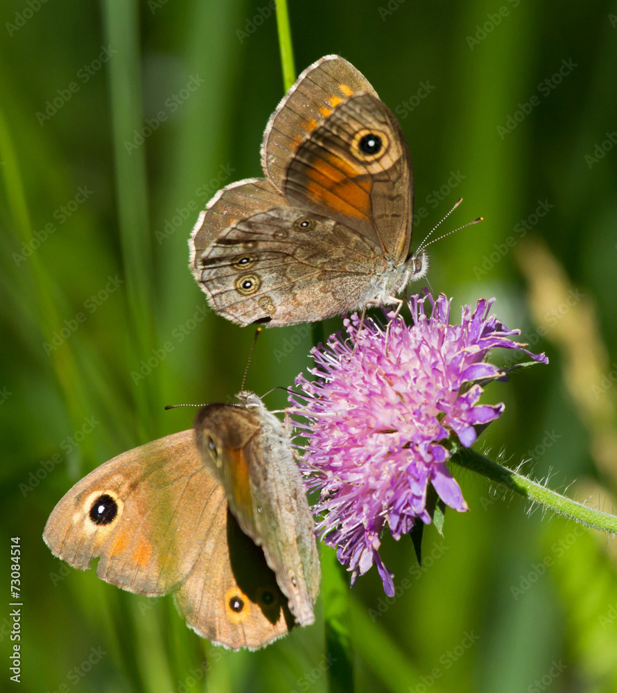 Large Wall Brown butterflies on a flower of Field Scabious Large Wall Brown butterflies on a flower of Field Scabious