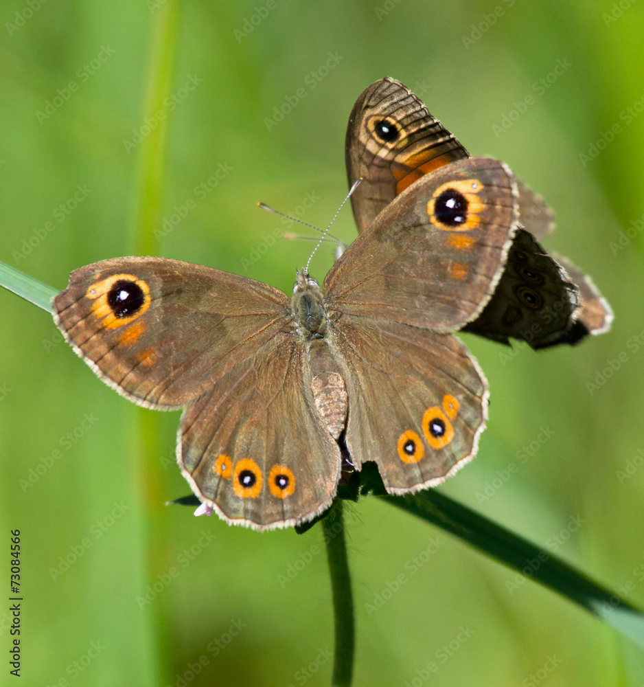 Large Wall Brown butterflies on a flower of Field Scabious Large Wall Brown butterflies on a flower of Field Scabious