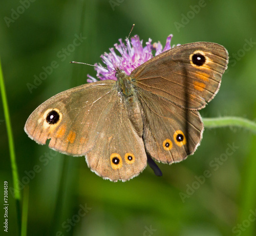 Large Wall Brown butterfly on a flower of Field Scabious 