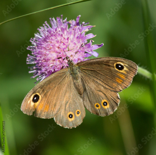 Large Wall Brown butterfly on a flower of Field Scabious 