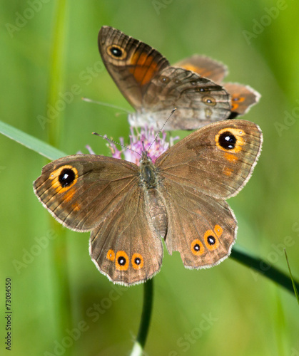 Large Wall Brown butterflies on a flower of Field Scabious © Vitaly Ilyasov