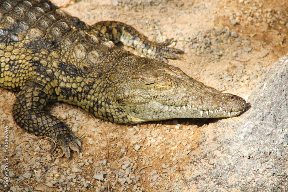 Fototapeta premium alligator