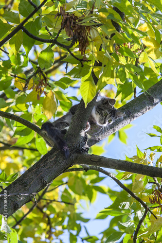 Frightened young cat sitting on the tree, can`t go down