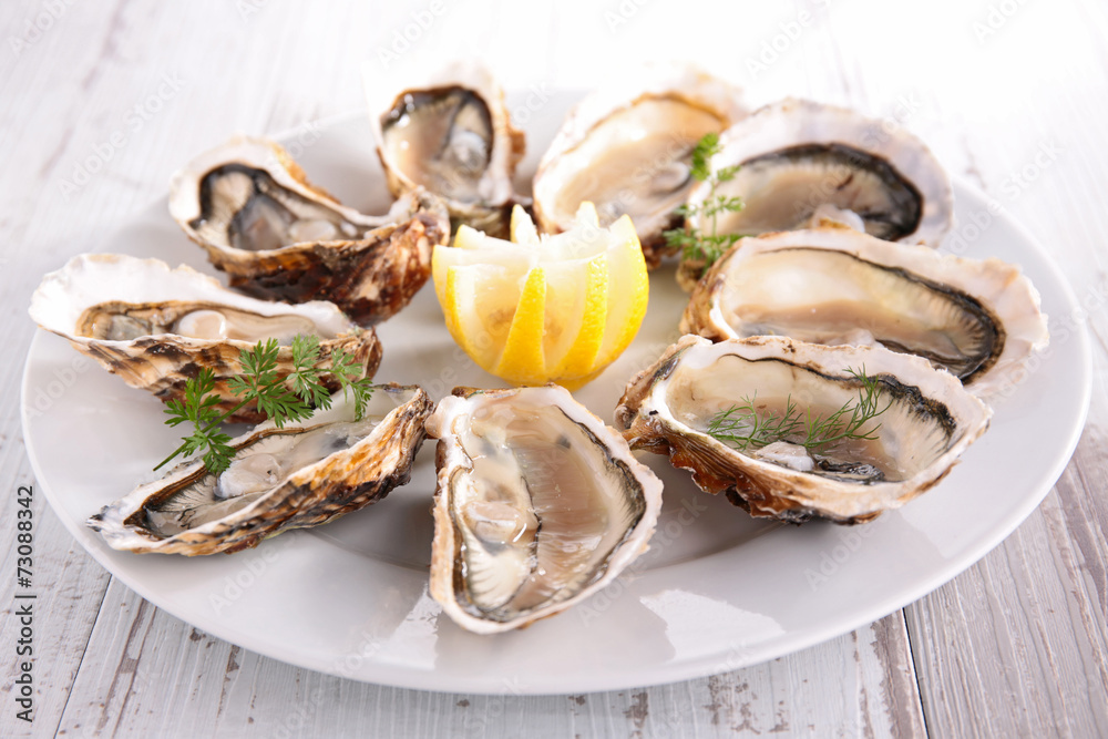 oyster oyster