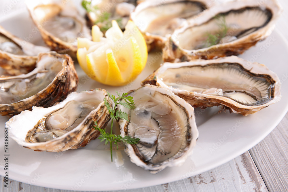 oyster oyster