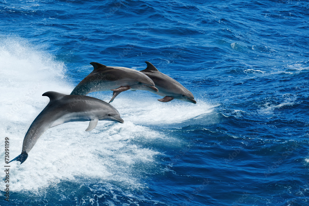 Naklejka premium Three dolphins