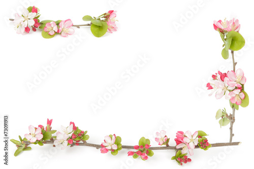 Boarder of crabapple flowers