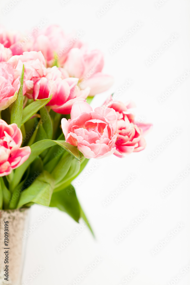 fresh pink tulips in vase against white background