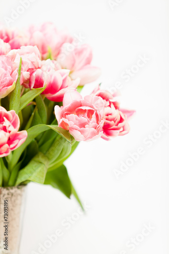 fresh pink tulips in vase against white background