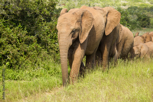 Elephant family walking